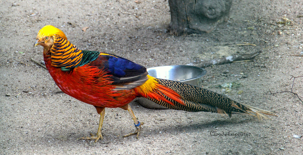 The Golden Pheasant Le Faisan Dore 2 By Cloudwhisperer67 On Deviantart The Golden Pheasant Le Faisan Dore 2 By Cloudwhisperer67 On Deviantart