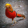 The Golden Pheasant --- le faisan dore 3