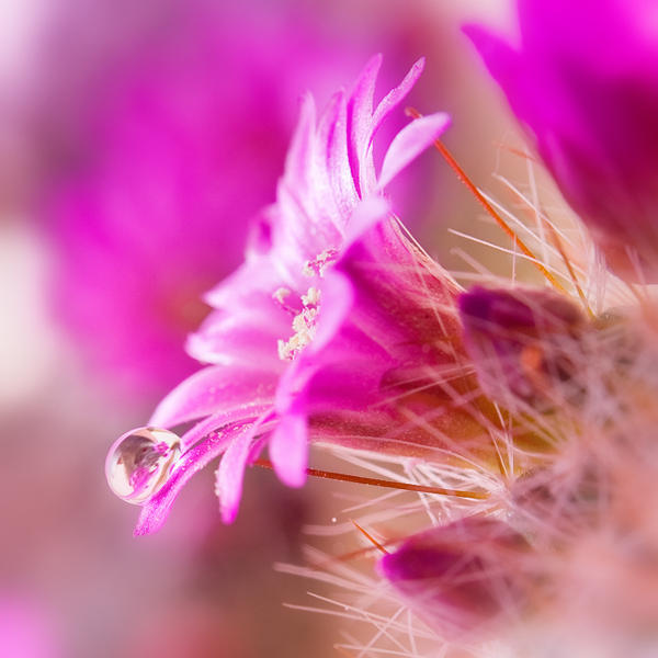 drop 50 by AlexGrifo on DeviantArt