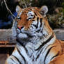 Tiger Photo2