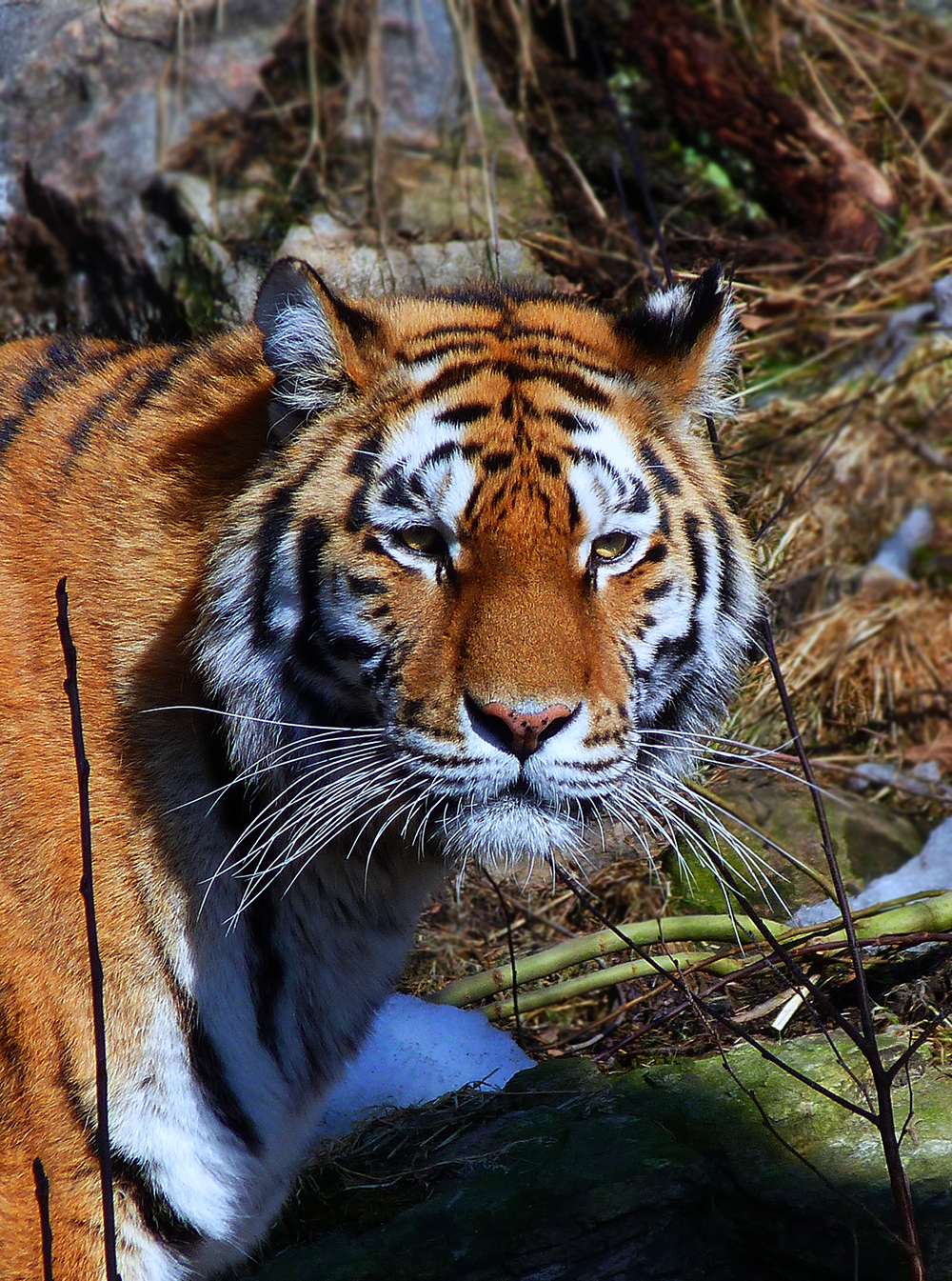 Tiger Photo4