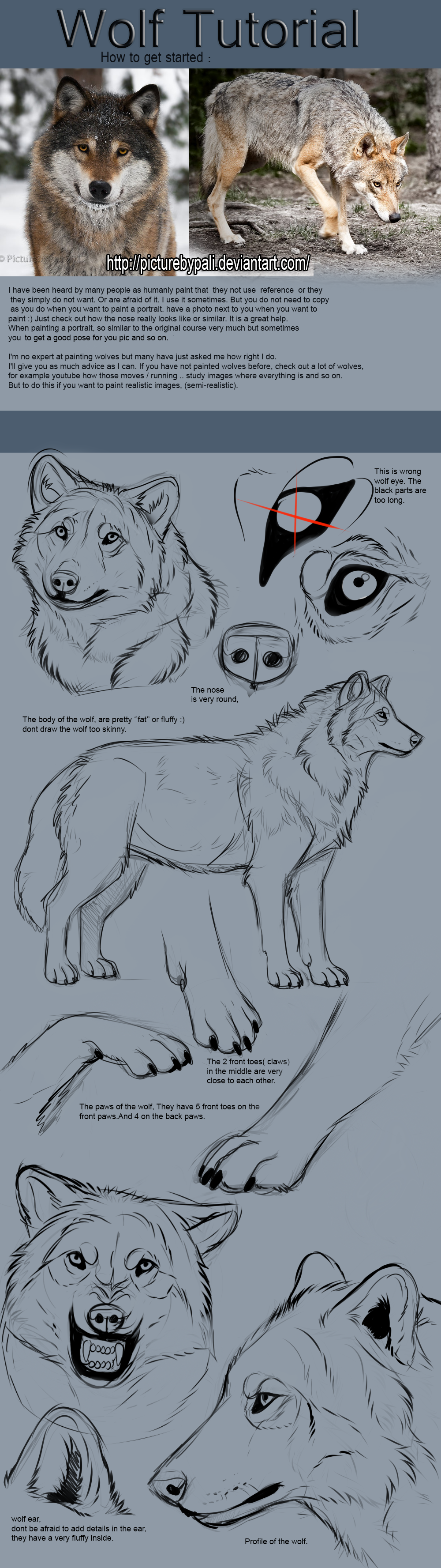 Wolf Tutorial