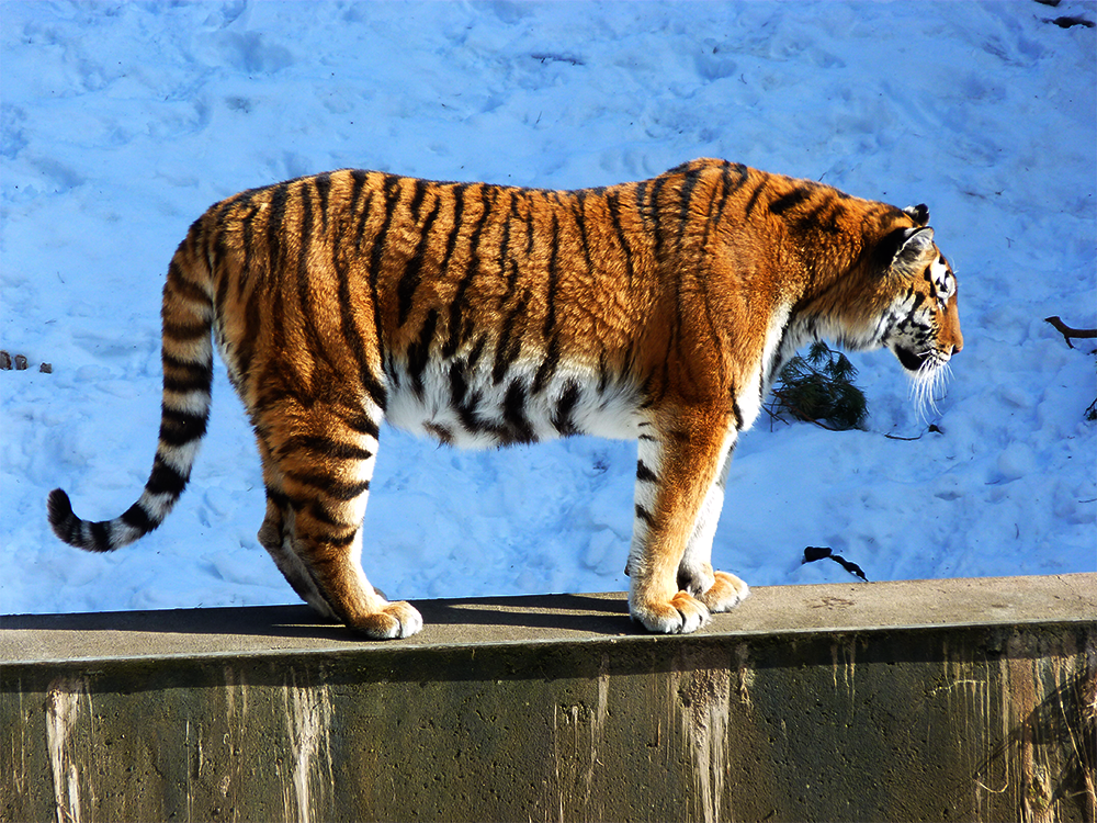 Tiger stock