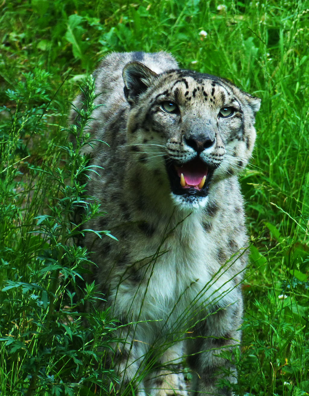 SnowLeopard1