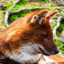 Dhole6