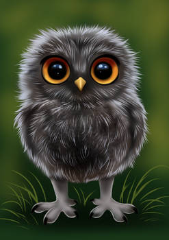 Owlet