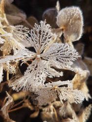 Frozen Hydrangea