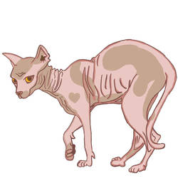 Hairless cat