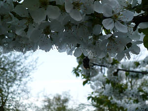 cherry tree and bee.