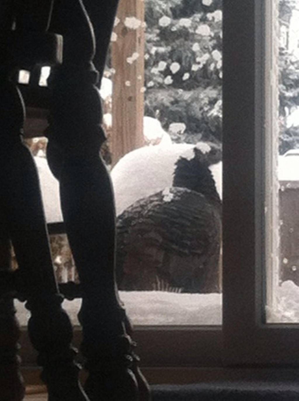 A Winter Turkey