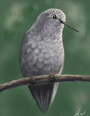 Bird by Night-Owl-23 Bird by Night-Owl-23