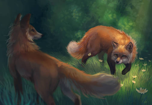 Fox and dog