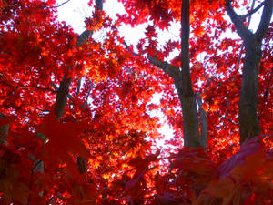 Japanese Maple