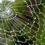 Spider doily