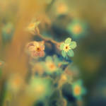 Dreams by Sortvind