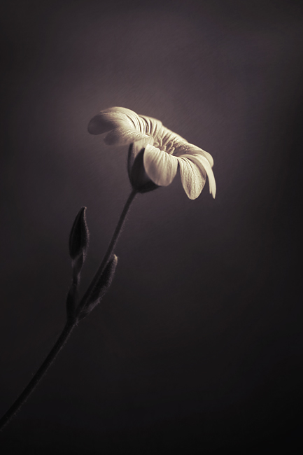 Requiem by Sortvind