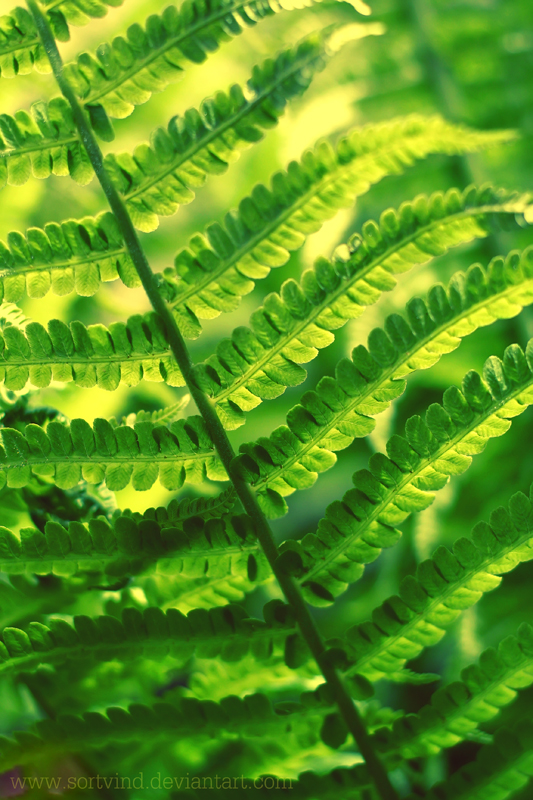 Nature Core