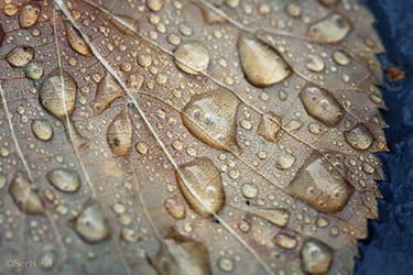 Rainy Texture
