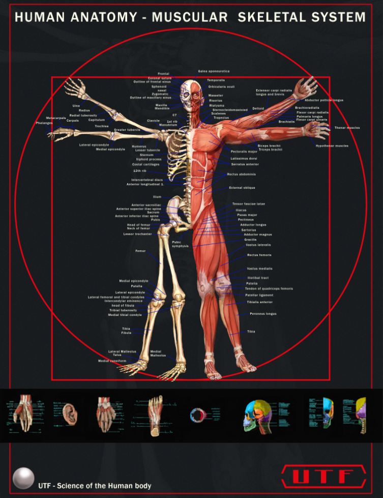 Human Anatomy - Muscular and Skeletal System Poste by SimonGangl on  DeviantArt