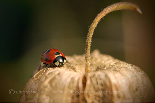 Ladybugs Life IV