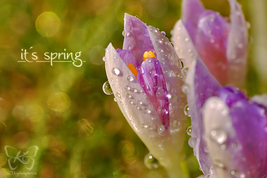 its spring by kyokosphotos