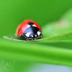 the ladybug by kyokosphotos