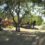 Chinese Cultural Garden in San Jose, CA