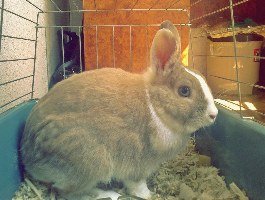 Simla Rabbit Bunny by siqna333 on DeviantArt