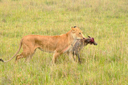 Maasai Mara - Lion hunting.