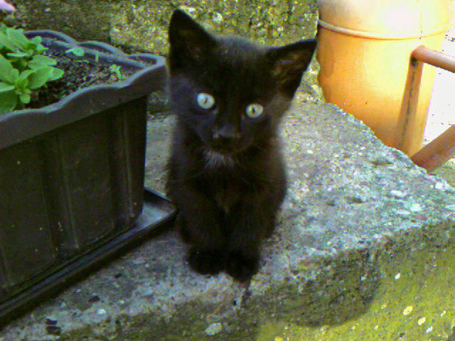 little_black_cat