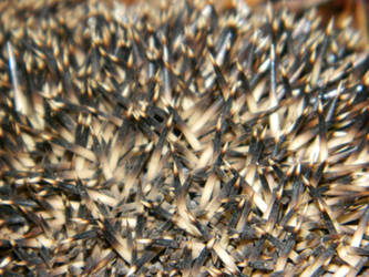 Hedgehog Spikes