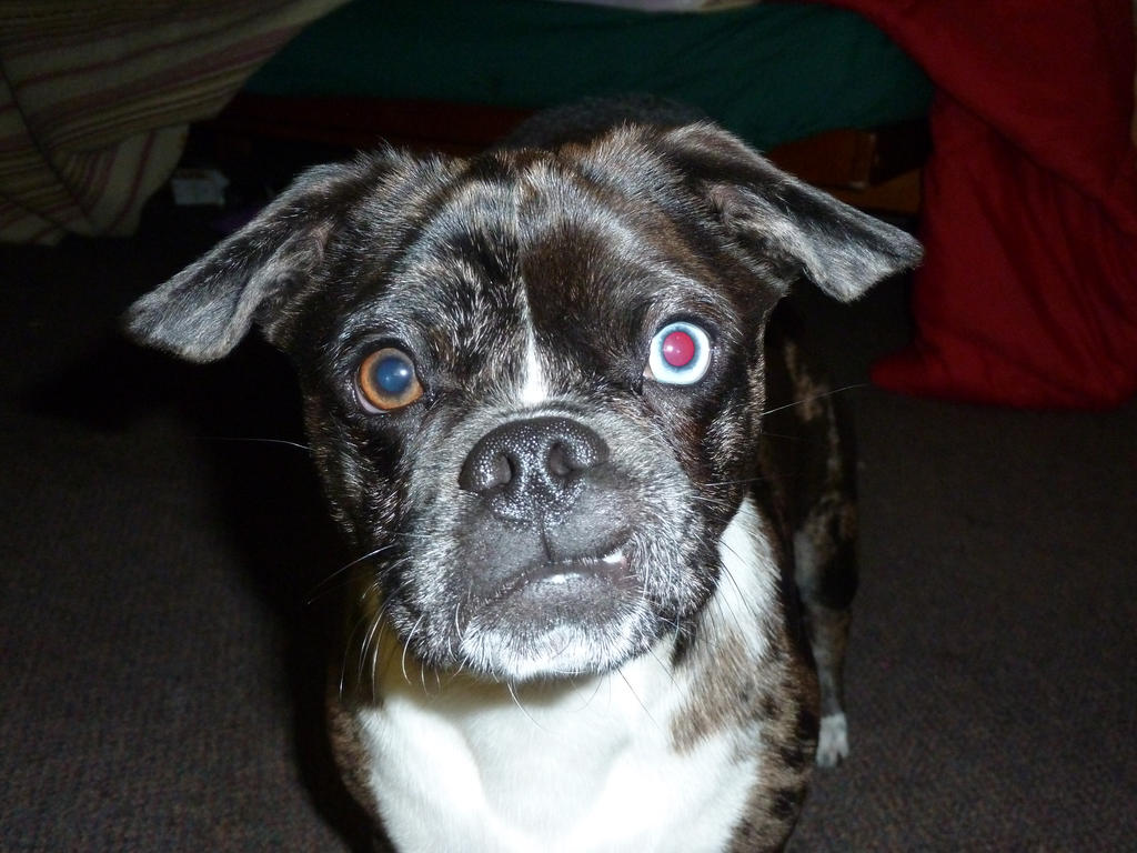 Zorro my dog by vampire070 on DeviantArt