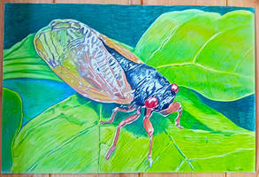 Cicada - Done