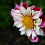 Pink White Rain Flower
