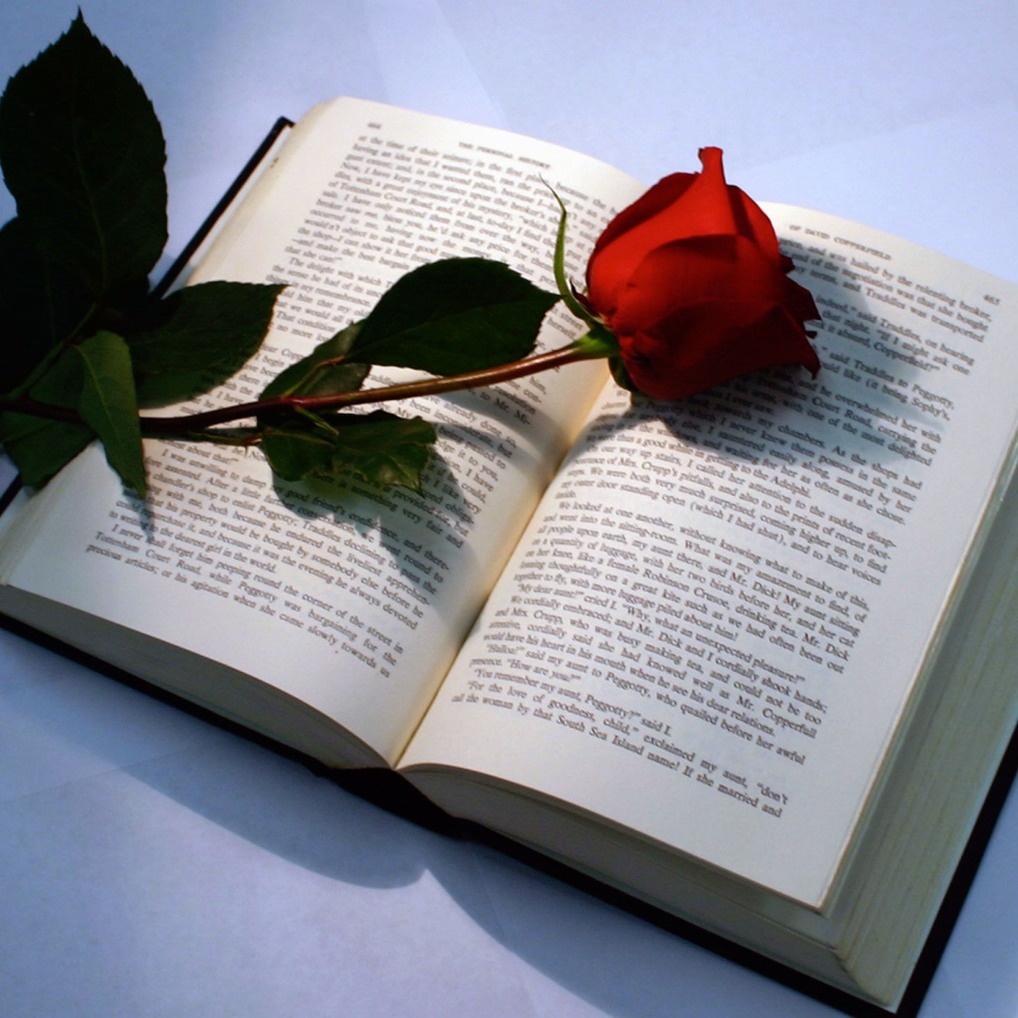 Rose with book
