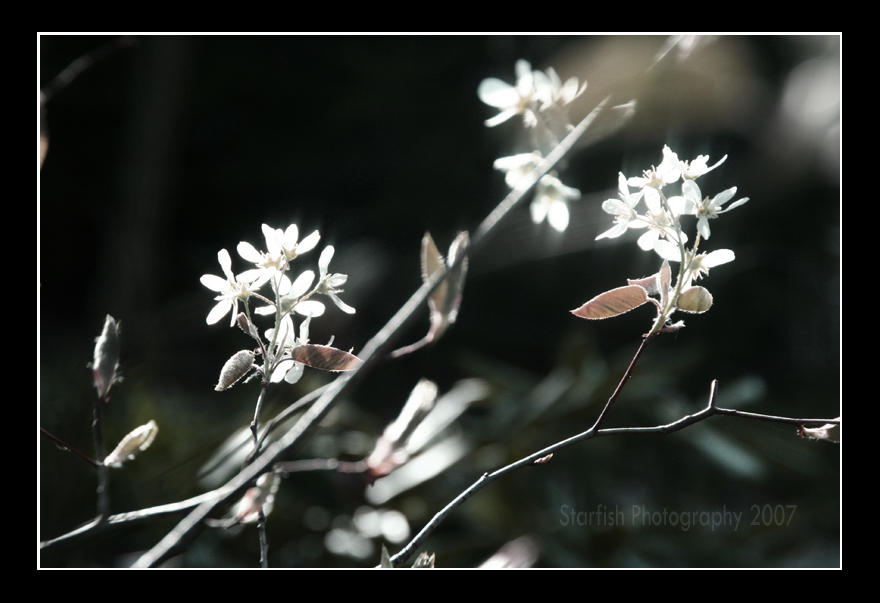 Sarvis Tree by fromthesea on DeviantArt