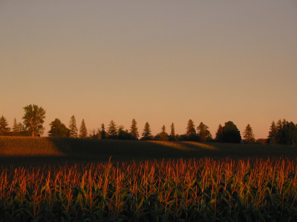 Dusky Corn field