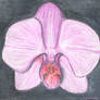 Orchid watercolour pencil