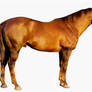 Precut Horse