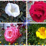 Flower Collage