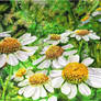 Daisies Gathering