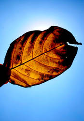 BROWN LEAF