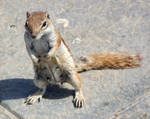 Chipmunk 6 by TimeWizardStock