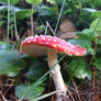 Mushroom 27