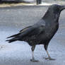 Crow 1