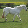 White Horse 3