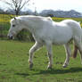 White Horse 5