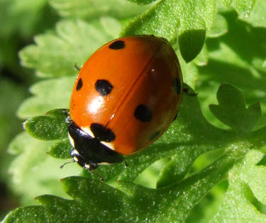 Ladybird 3