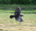 Crow 6