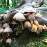 Mushroom 7